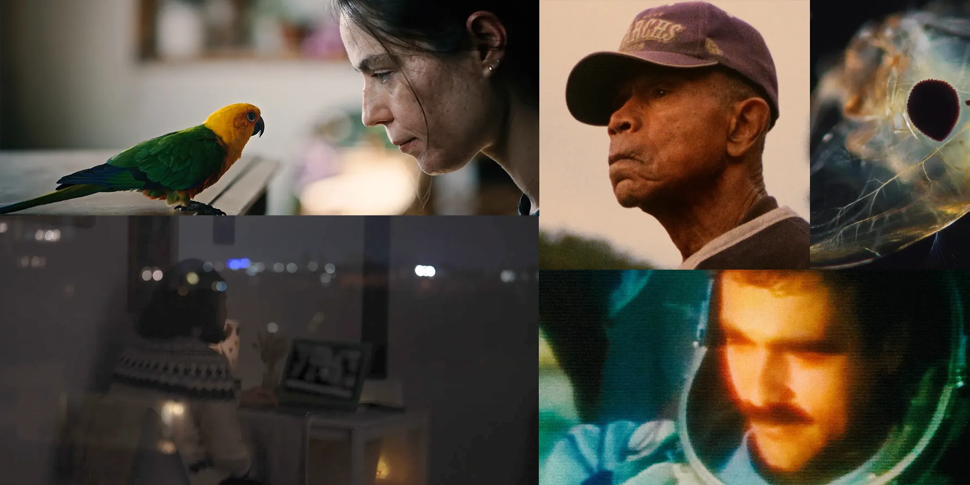 Documentary Shorts: Fault Lines poster